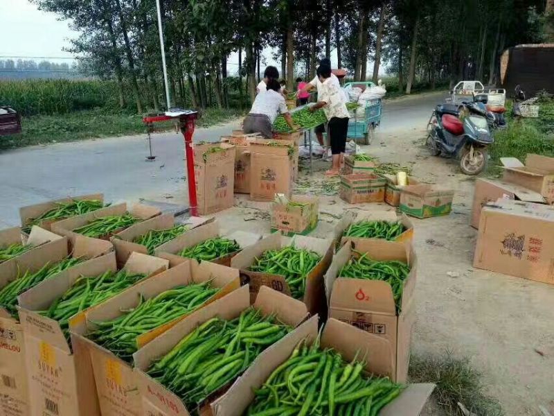 线椒15~20厘米青中辣