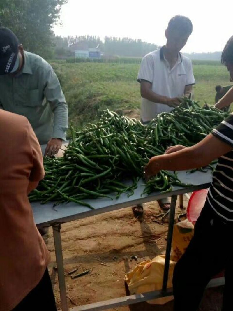 线椒15~20厘米青中辣