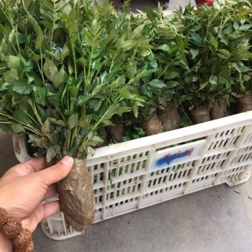 花椒苗