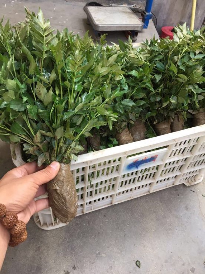 花椒苗