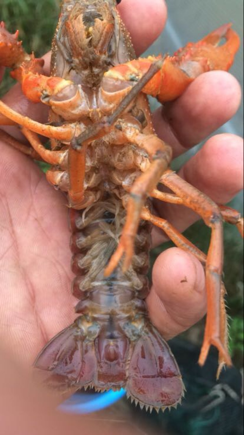 龙虾苗