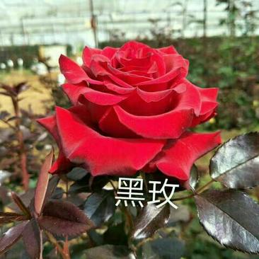 《精选好货》黑玫瑰苗10~20cm，产地一手货源，包成活
