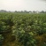 无花果60~70g