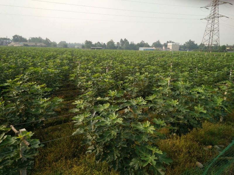 无花果60~70g