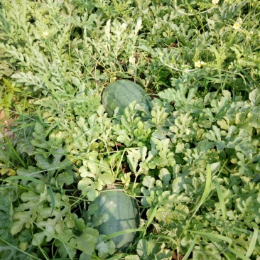 高抗八号西瓜8斤打底9成熟1茬