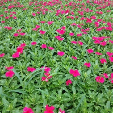 长春花