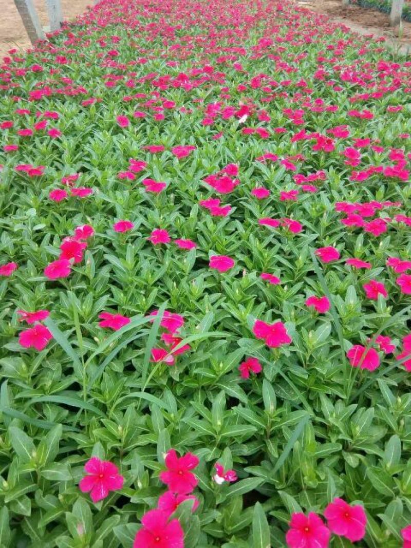 长春花