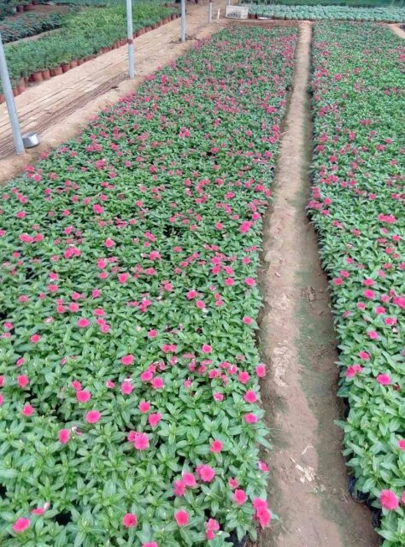 长春花