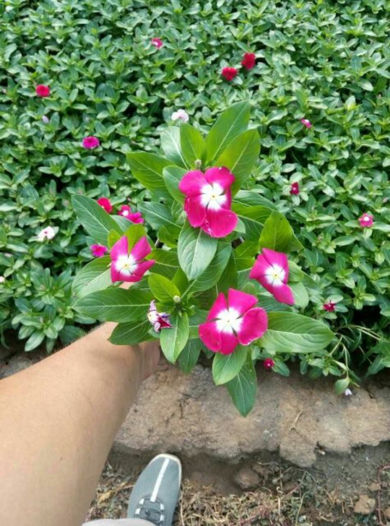 长春花