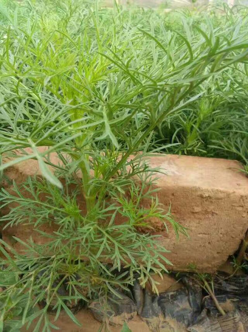 波斯菊
