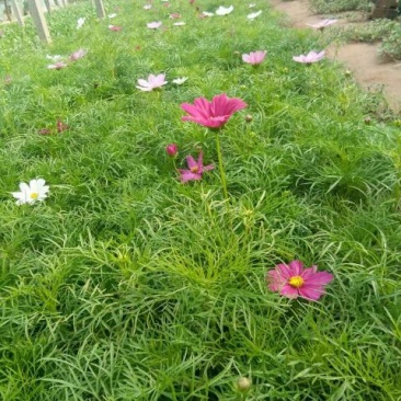 波斯菊