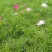 波斯菊