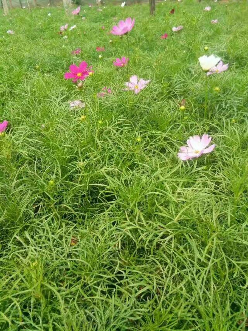 波斯菊