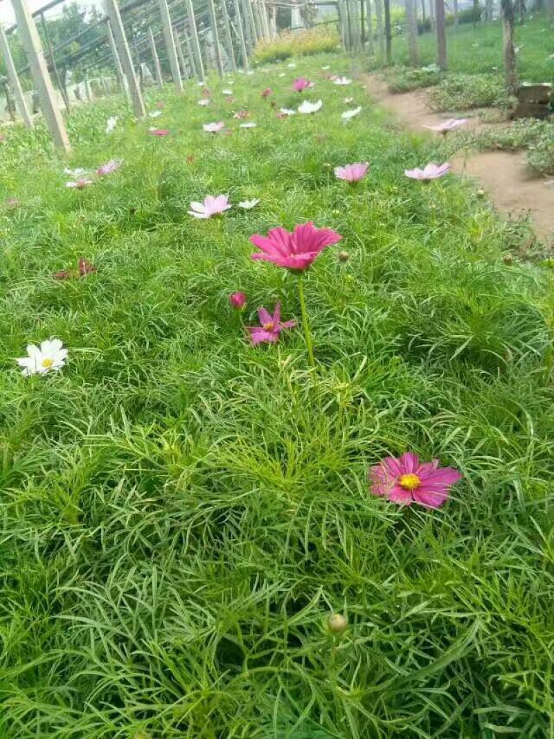 波斯菊