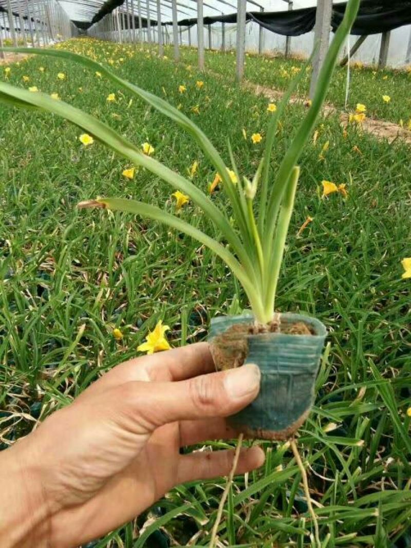 金娃娃萱草0.5米以下