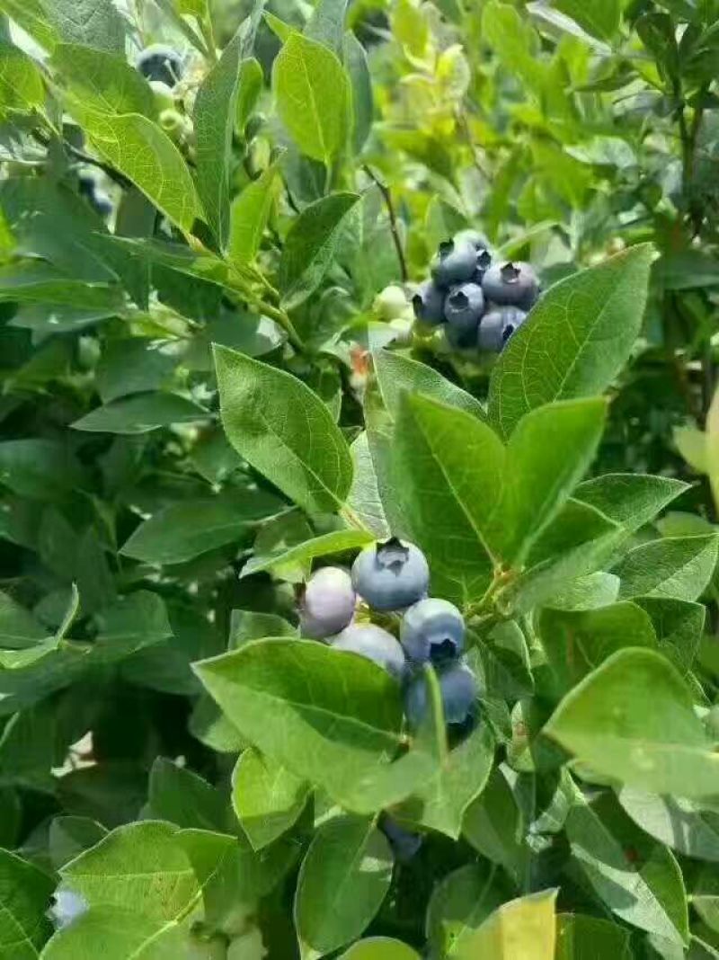蓝莓干