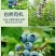 蓝莓干