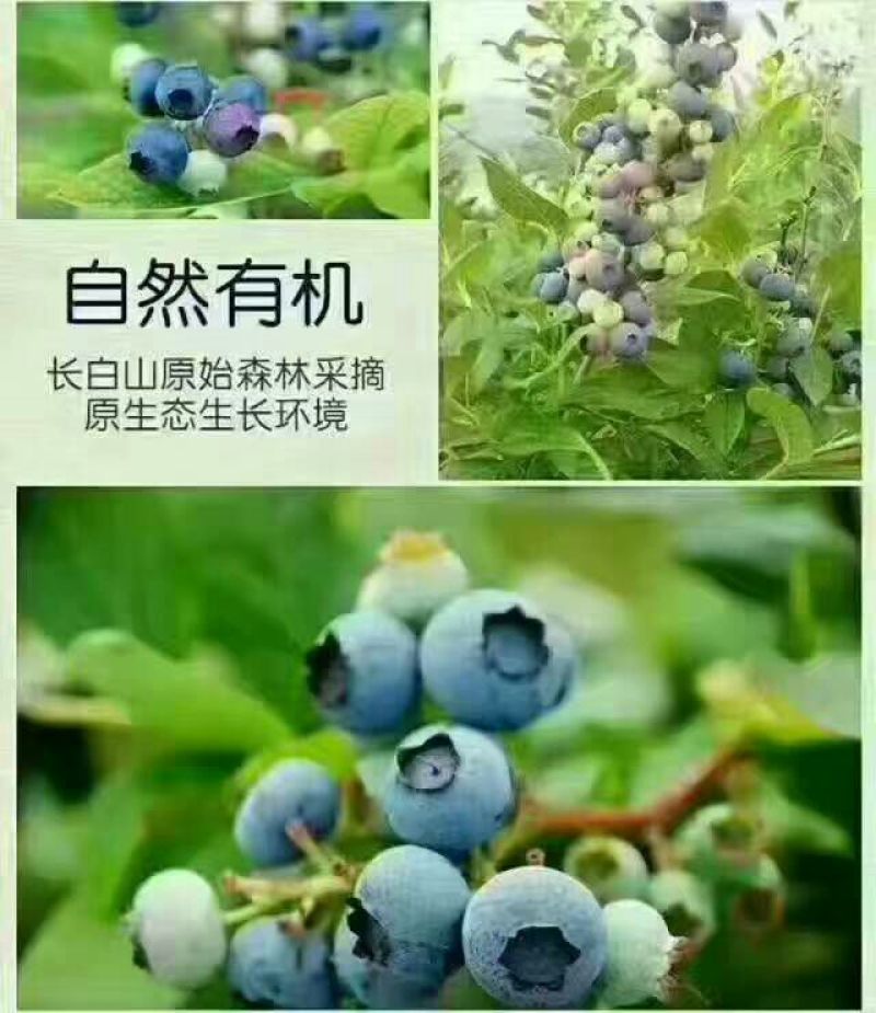 蓝莓干
