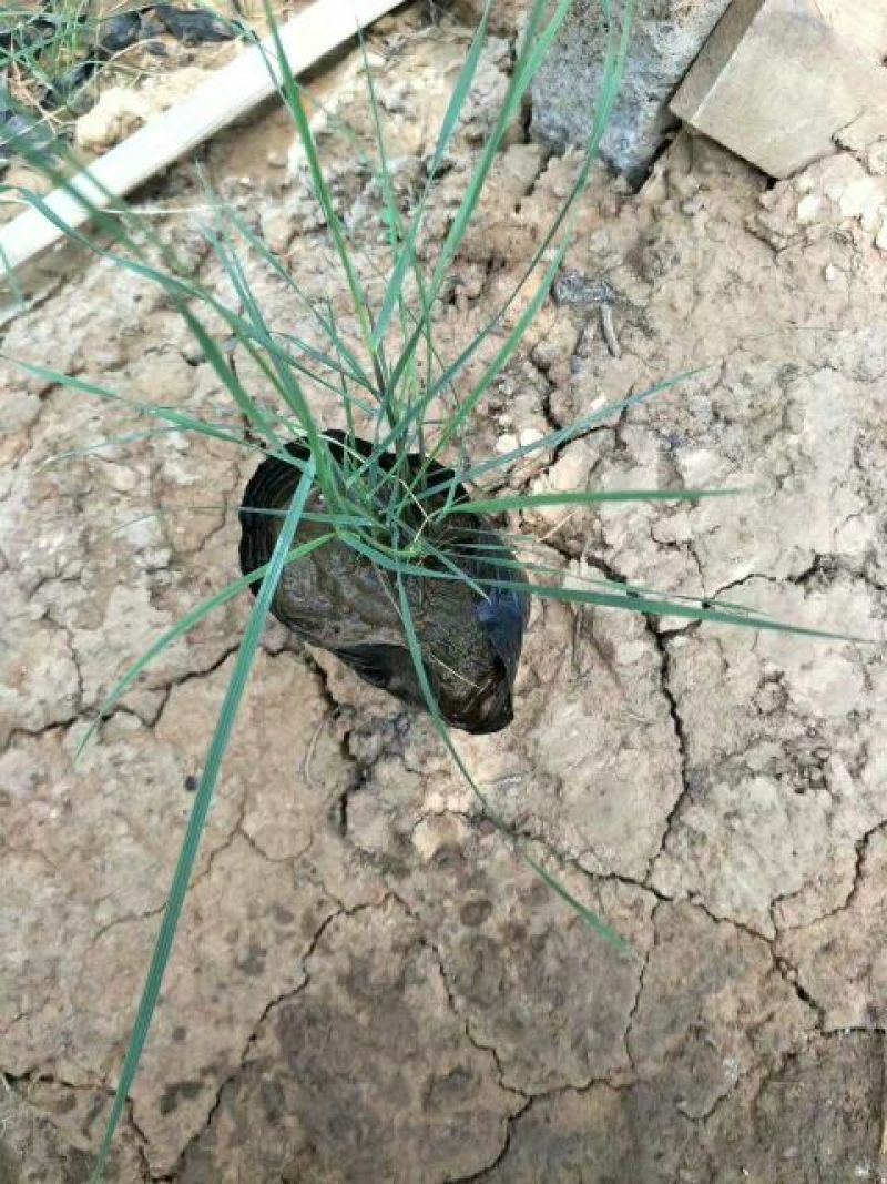 粉黛