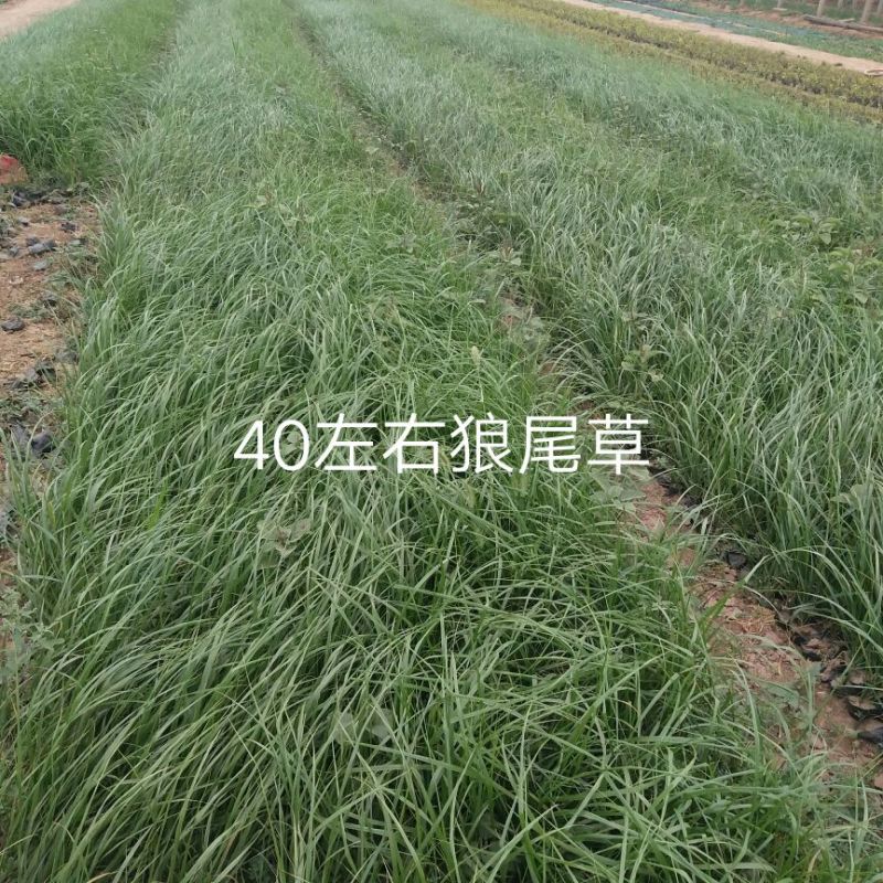 狼尾草