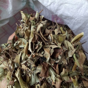 榕树叶产地一手加工供应商