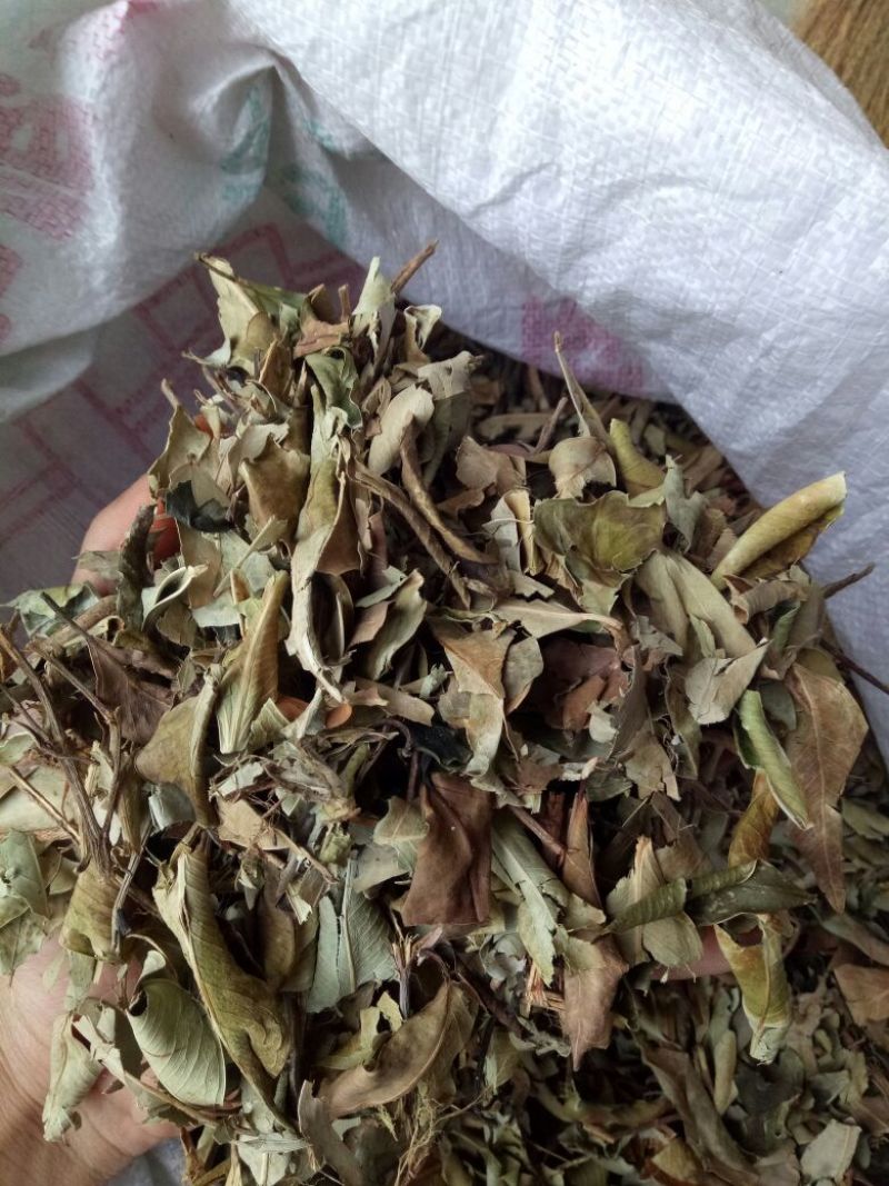 榕树叶产地一手加工供应商