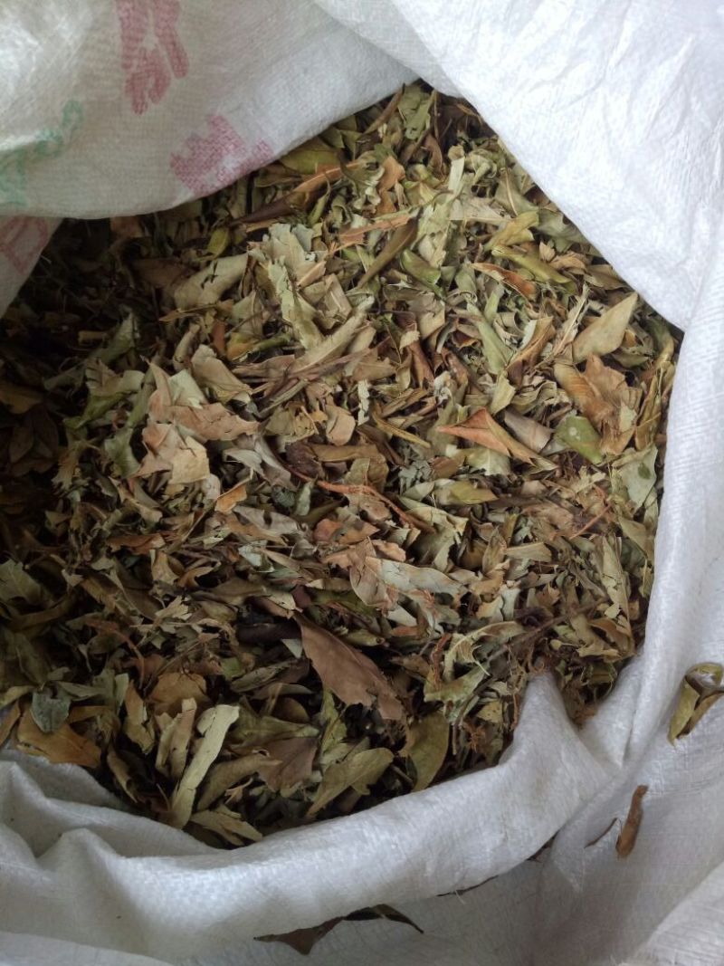 榕树叶产地一手加工供应商