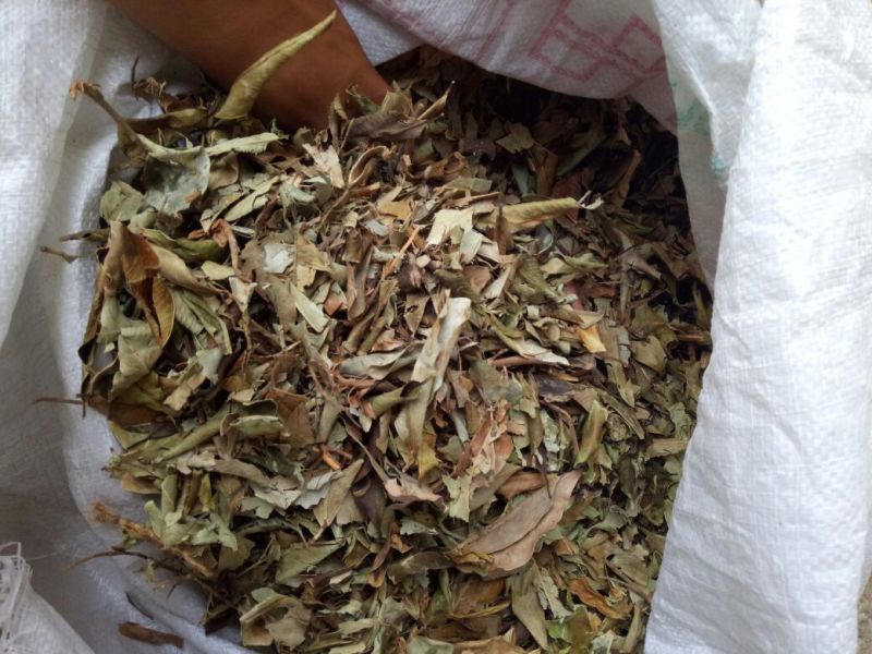 榕树叶产地一手加工供应商