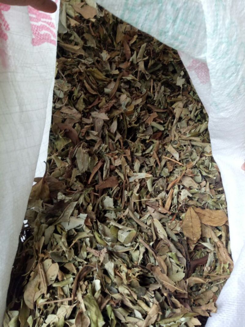 榕树叶产地一手加工供应商