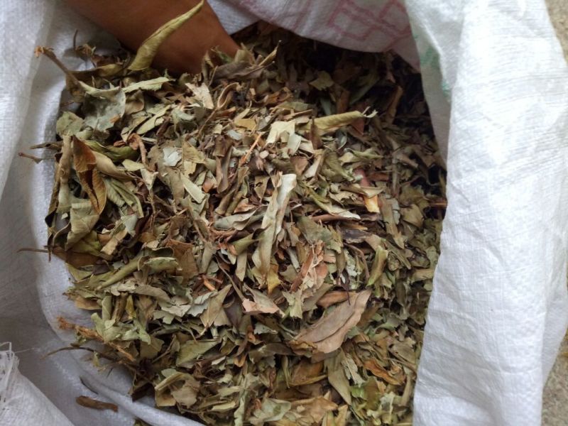 榕树叶产地一手加工供应商