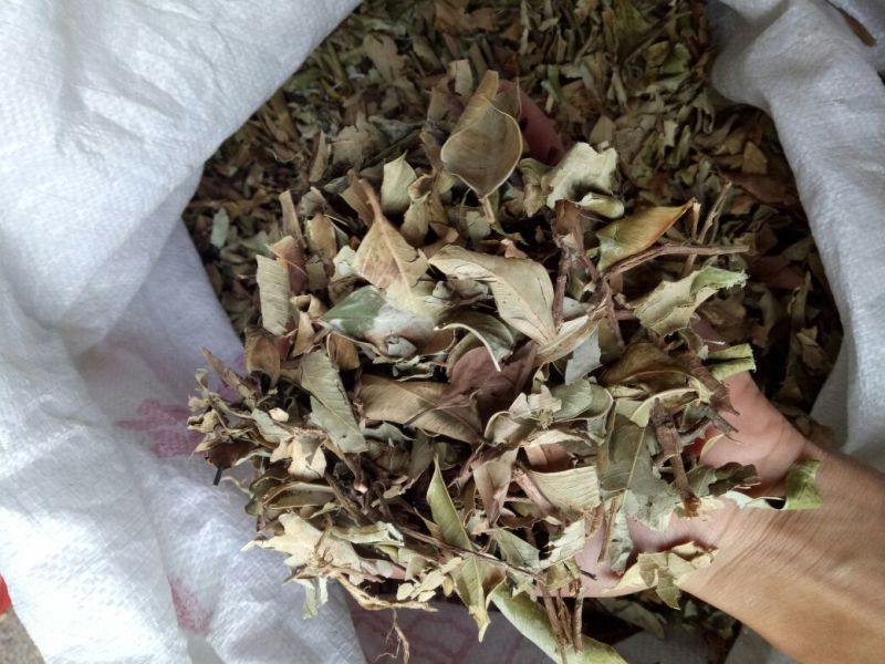 榕树叶产地一手加工供应商