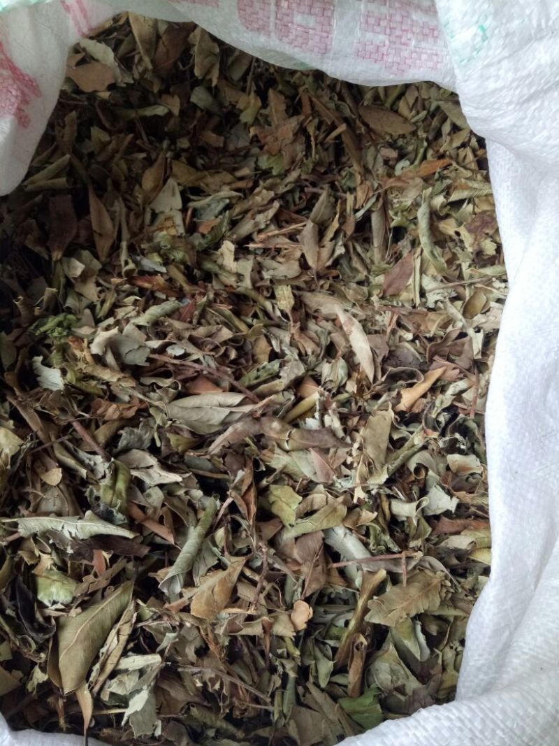 榕树叶产地一手加工供应商