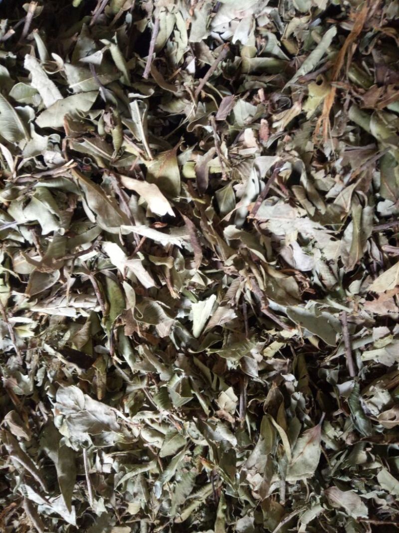 榕树叶产地一手加工供应商