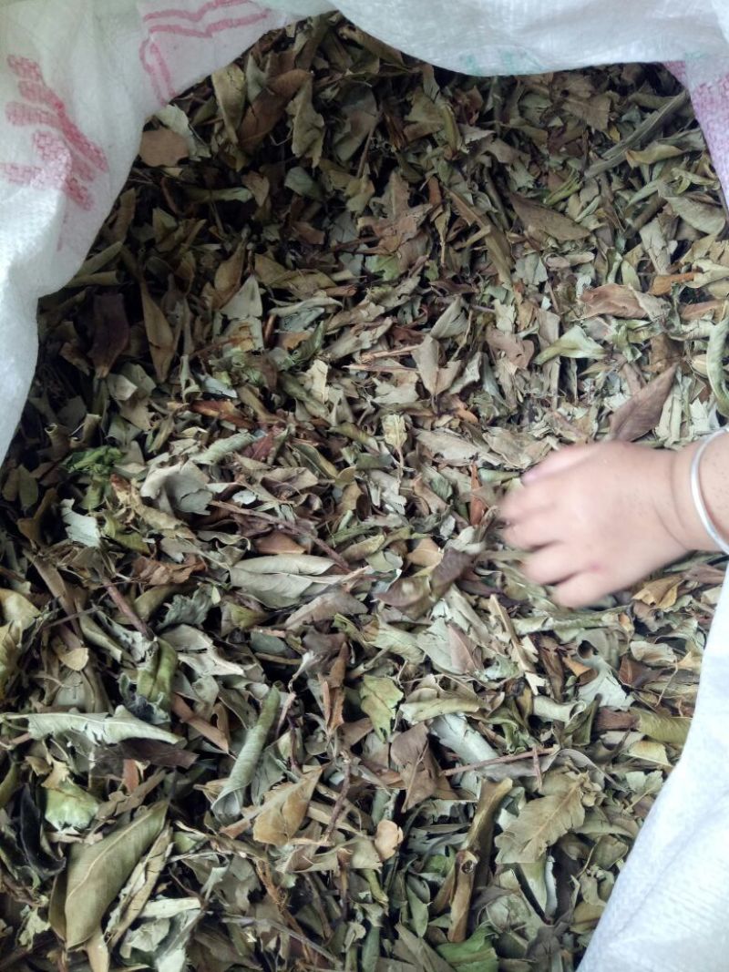 榕树叶产地一手加工供应商