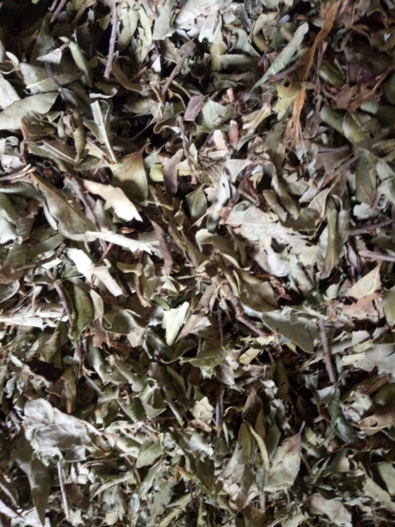 榕树叶产地一手加工供应商