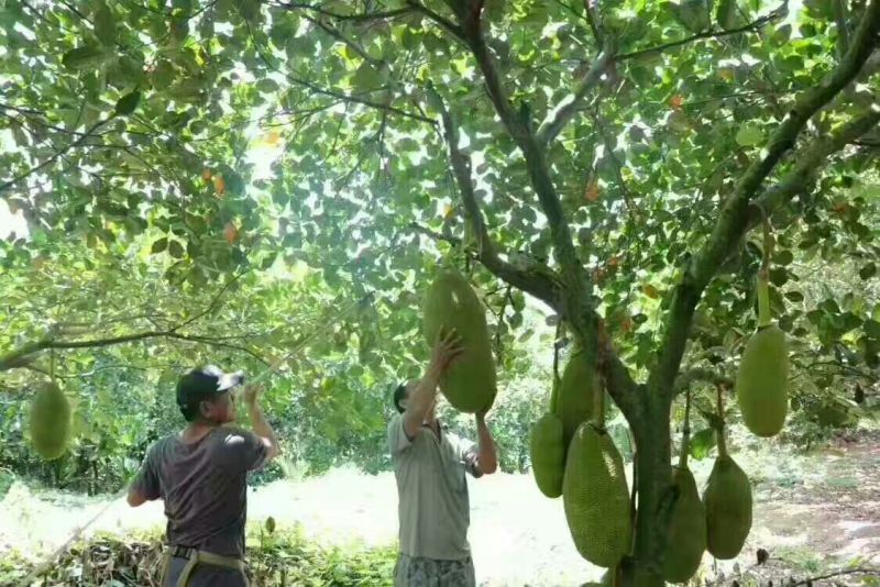 菠萝蜜15~20公斤