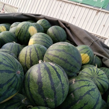 京欣西瓜5斤打底9成熟1茬