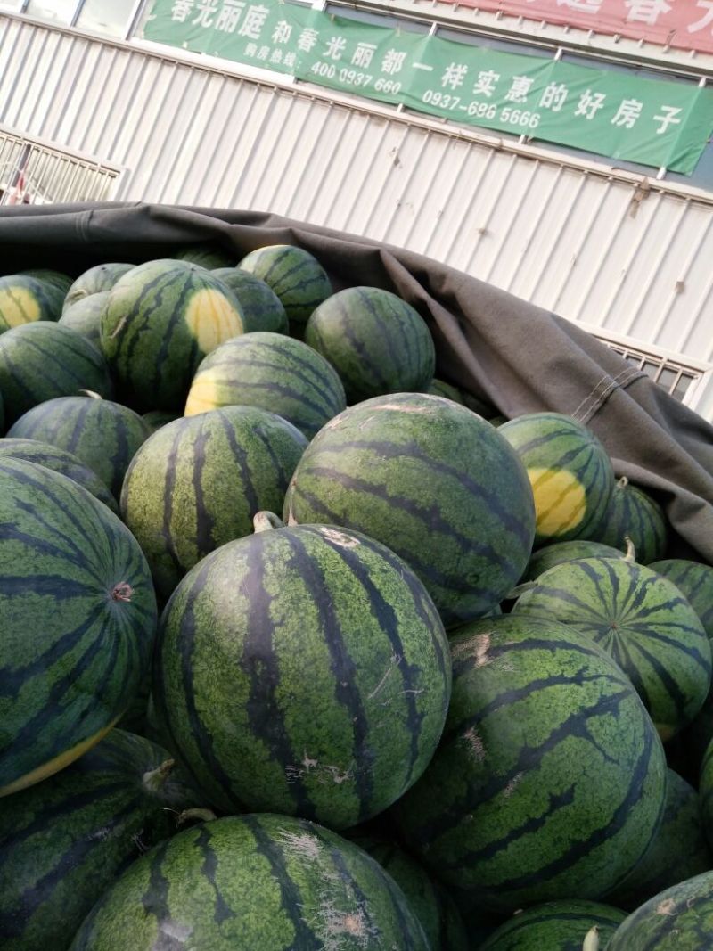 京欣西瓜5斤打底9成熟1茬