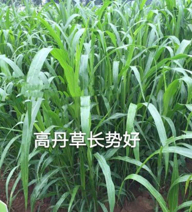 高丹草种子，适口性好，对土质要求不高，生长能力强