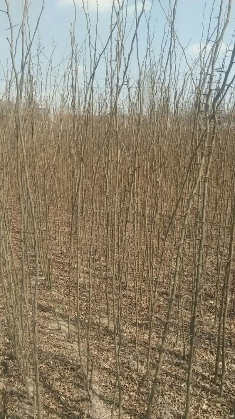 皂角18~20cm18~20cm2.5~3米