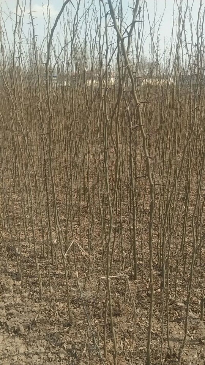 皂角18~20cm18~20cm2.5~3米