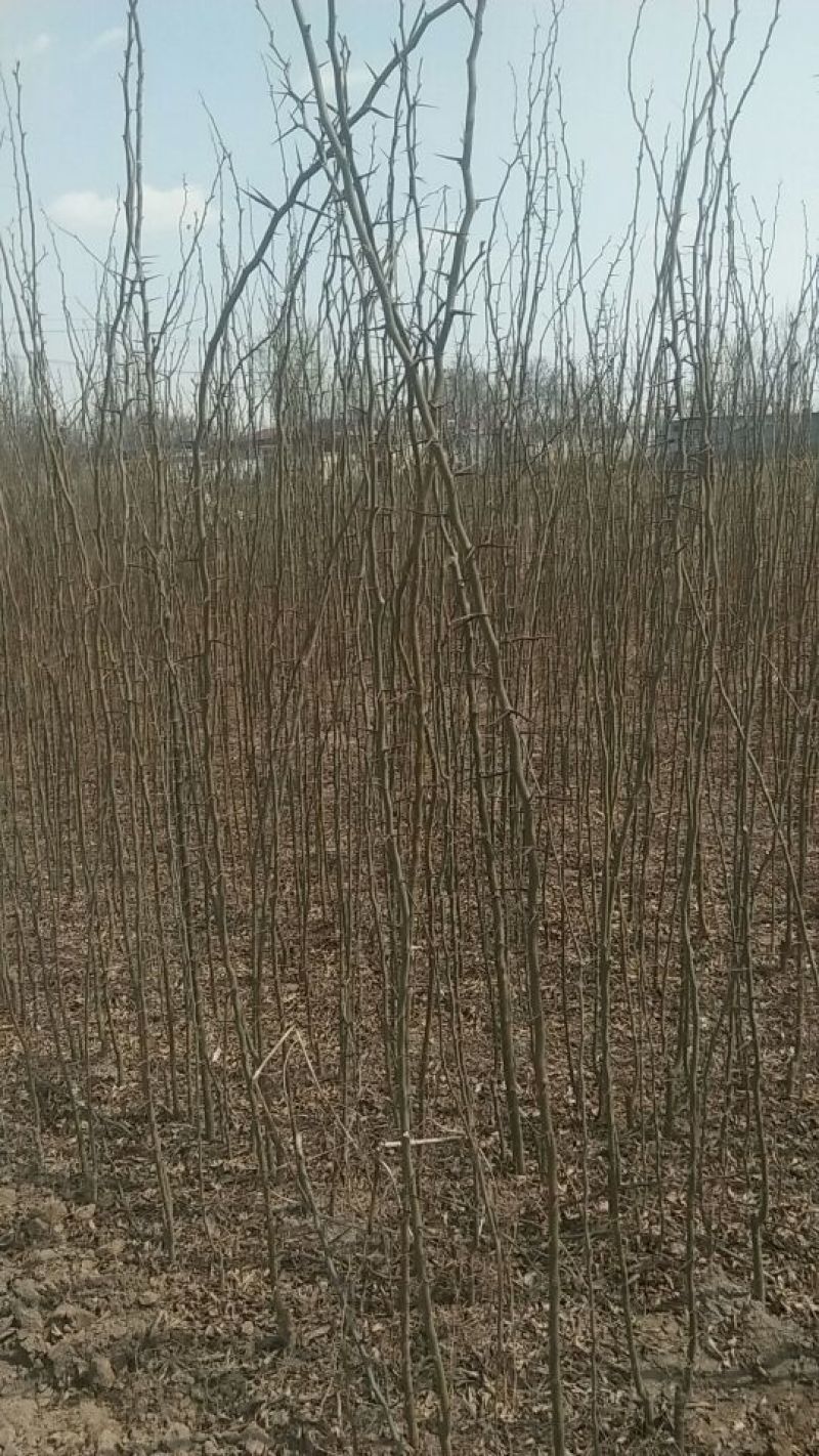 皂角18~20cm18~20cm2.5~3米