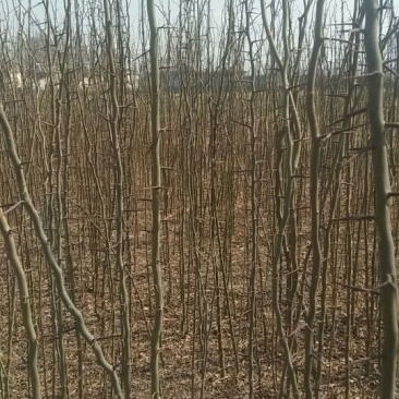 皂角18~20cm18~20cm2.5~3米