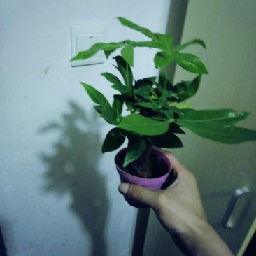 发财树带盆栽好