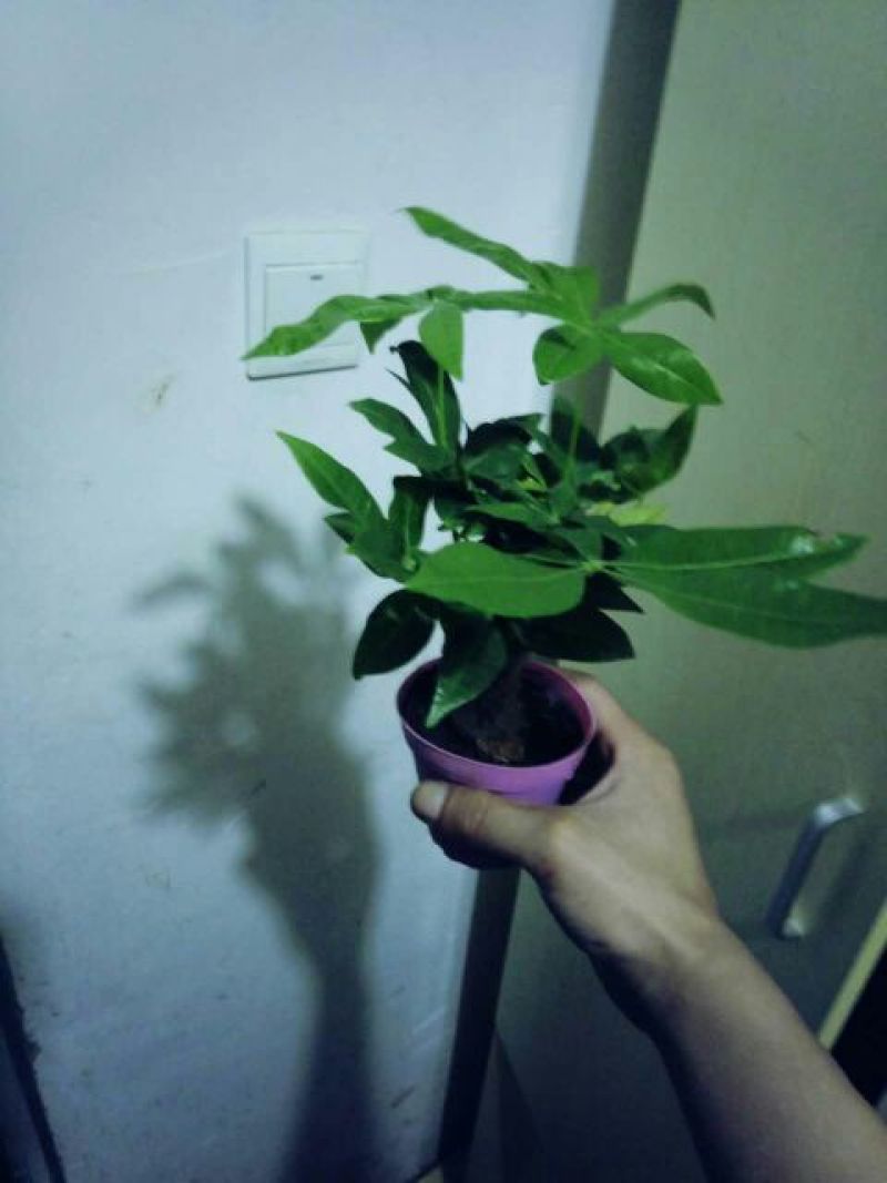 发财树带盆栽好