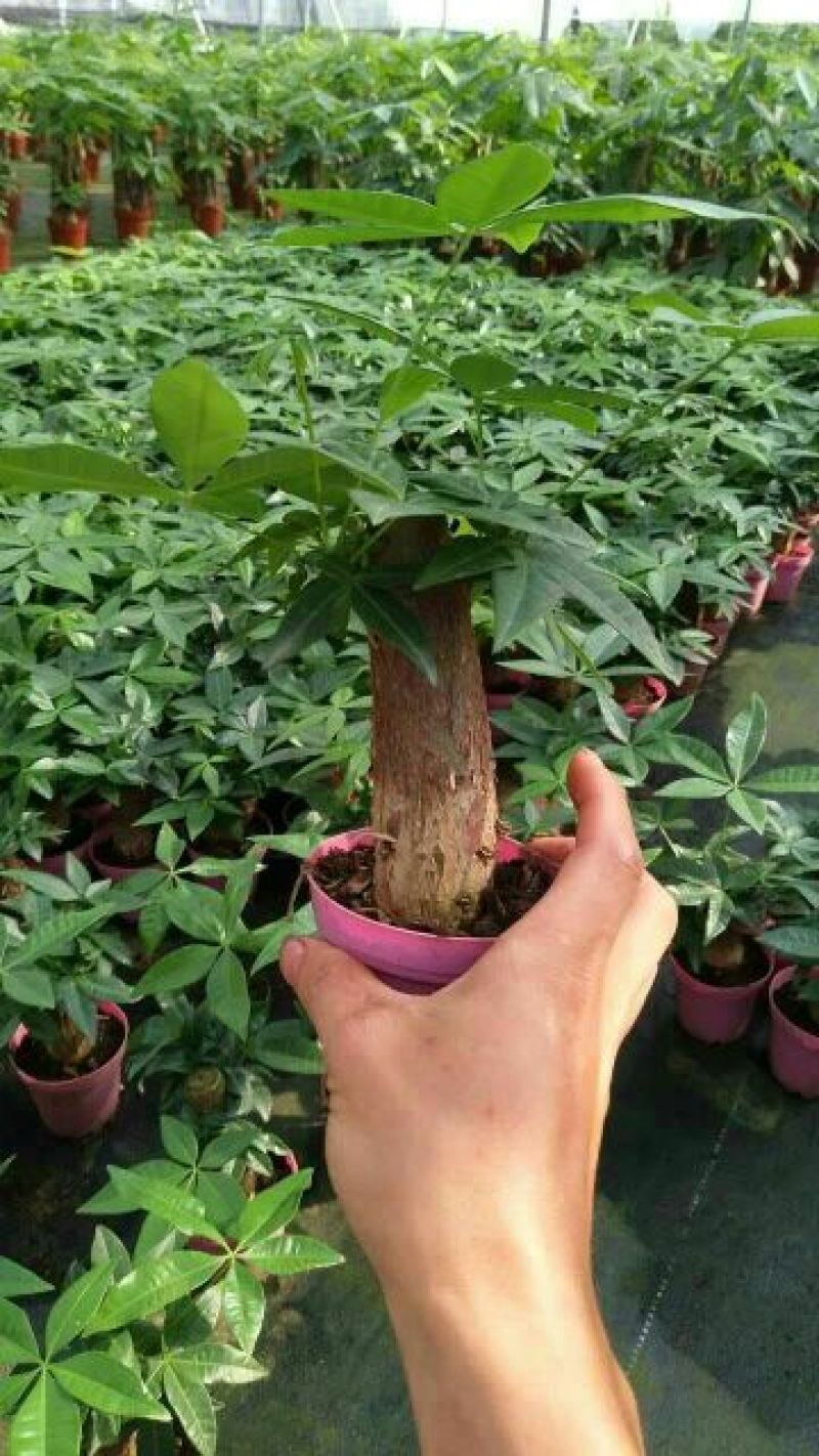 发财树带盆栽好