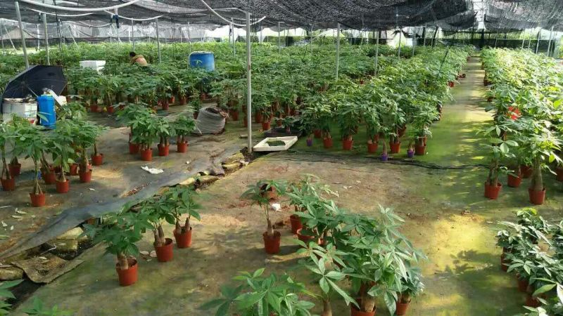 发财树带盆栽好