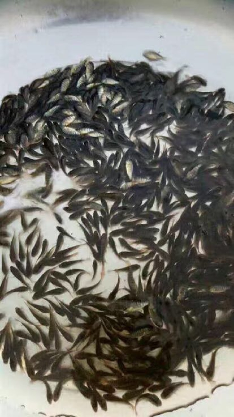 吉富罗非鱼苗8朝