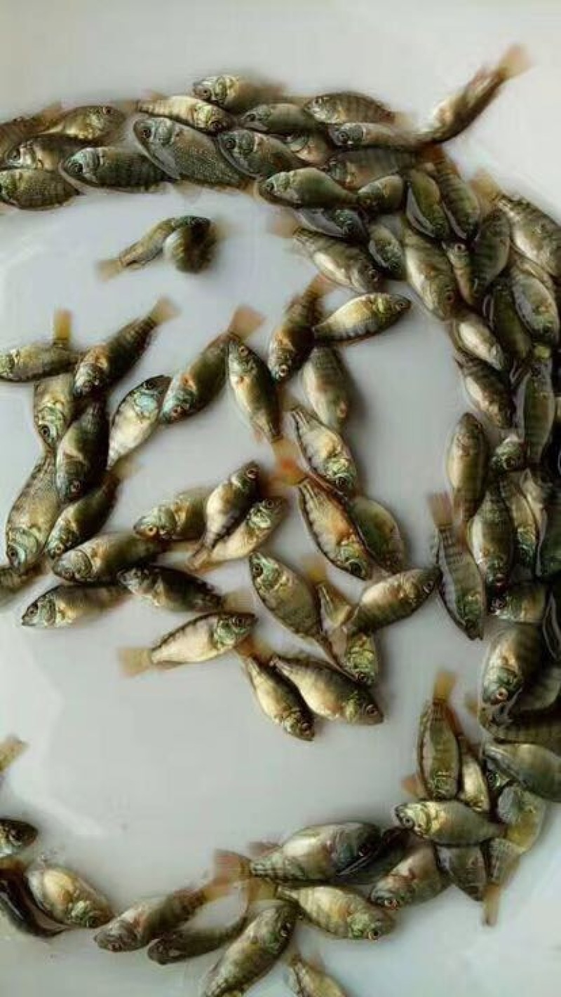 吉富罗非鱼苗8朝