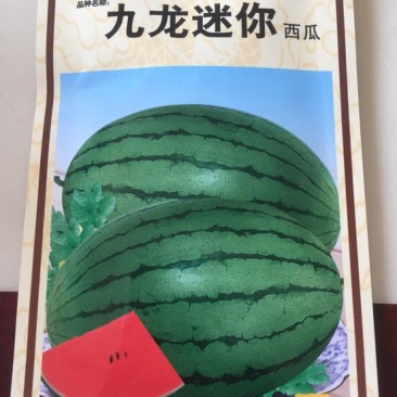 礼品西瓜种子～九龙迷你